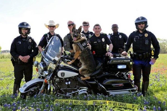 Texas Police In A New Bluebonnet Challenge (28 pics)