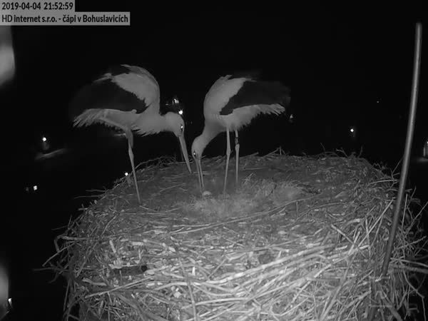 How White Storks Celebrate Their First Egg