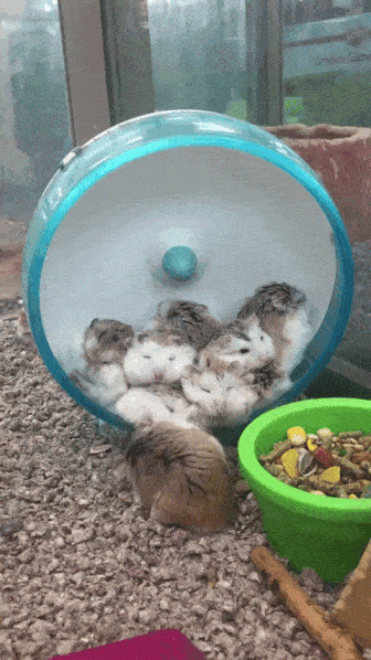 Acid Gifdump, April 11 (25 gifs)