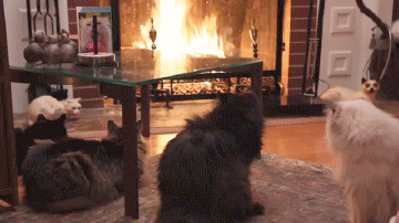 Acid Gifdump, April 11 (25 gifs)