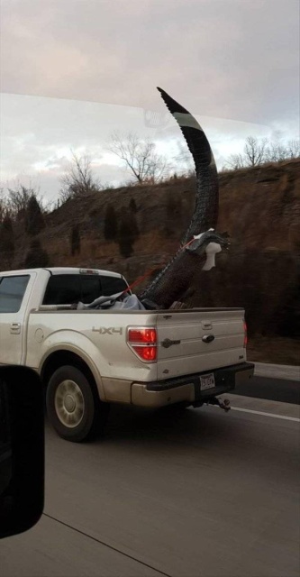 Strange Things You Can Meet On The Road (36 pics)