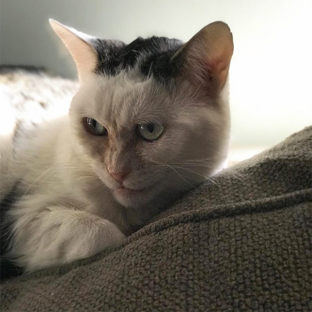 Marla The Cat Looks Like Steve Buscemi (20 pics)