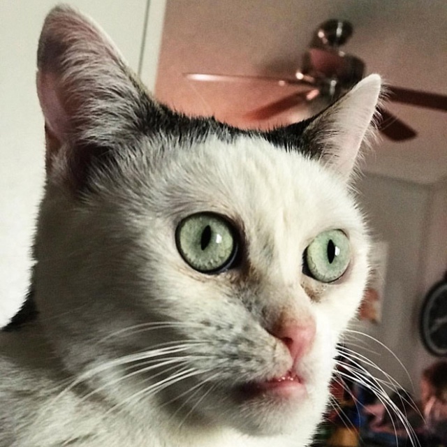 Marla The Cat Looks Like Steve Buscemi (20 pics)