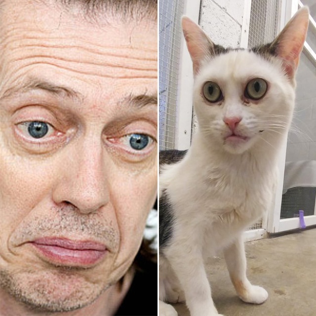 Marla The Cat Looks Like Steve Buscemi (20 pics)