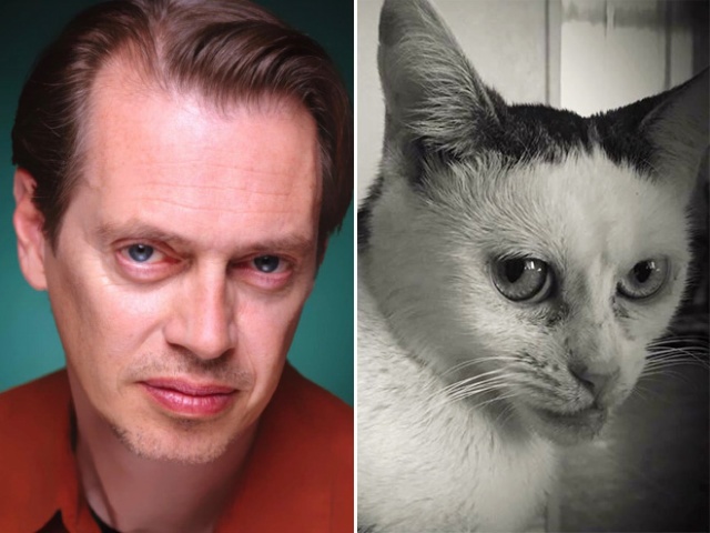 Marla The Cat Looks Like Steve Buscemi (20 pics)