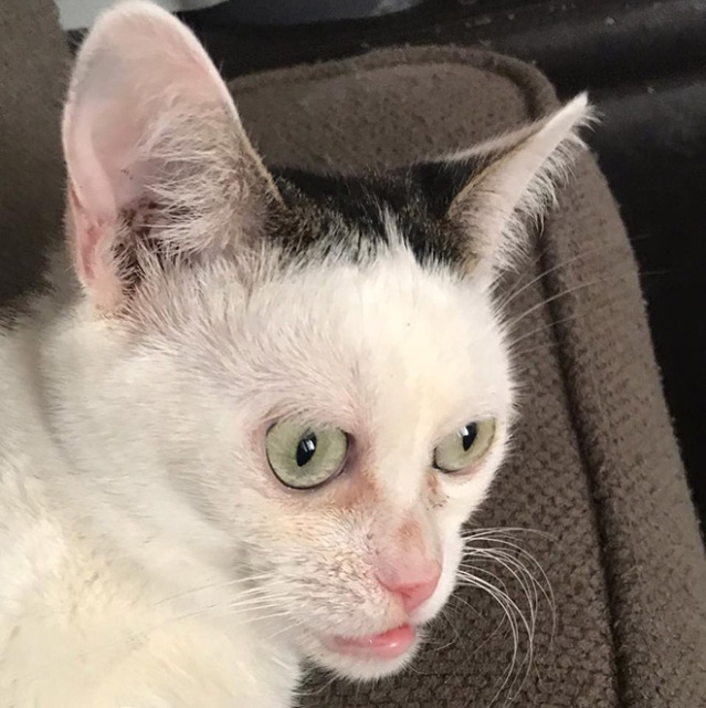 Marla The Cat Looks Like Steve Buscemi (20 pics)