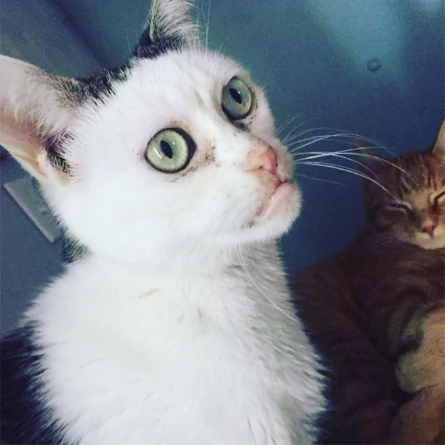 Marla The Cat Looks Like Steve Buscemi (20 pics)