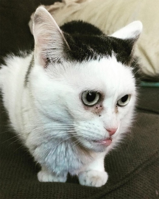 Marla The Cat Looks Like Steve Buscemi (20 pics)