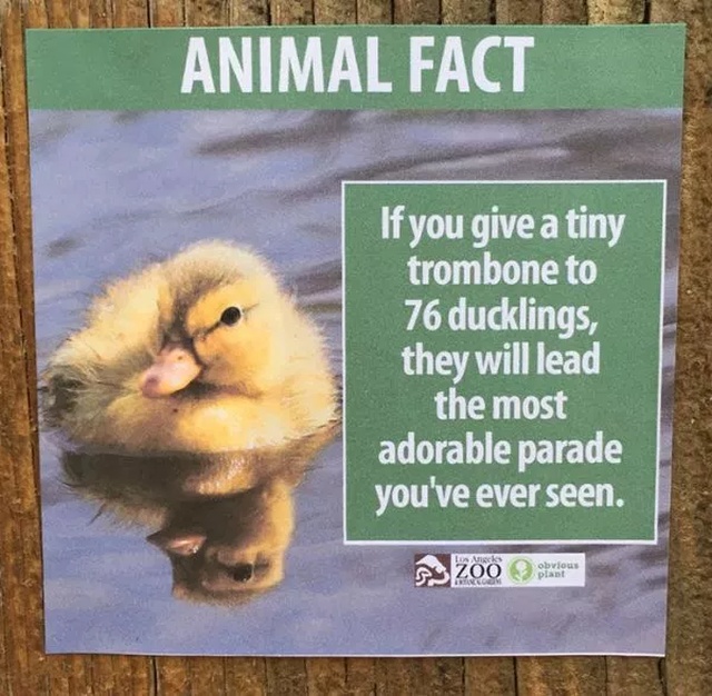 Quick Animal Facts. And They Are 100% True (23 pics)