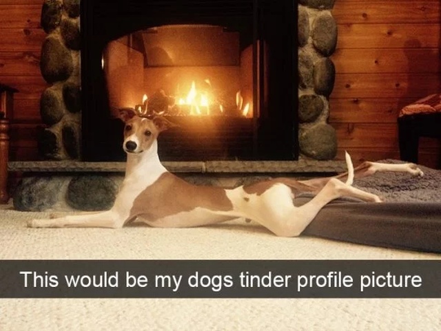 Dog Snapchats (30 pics)