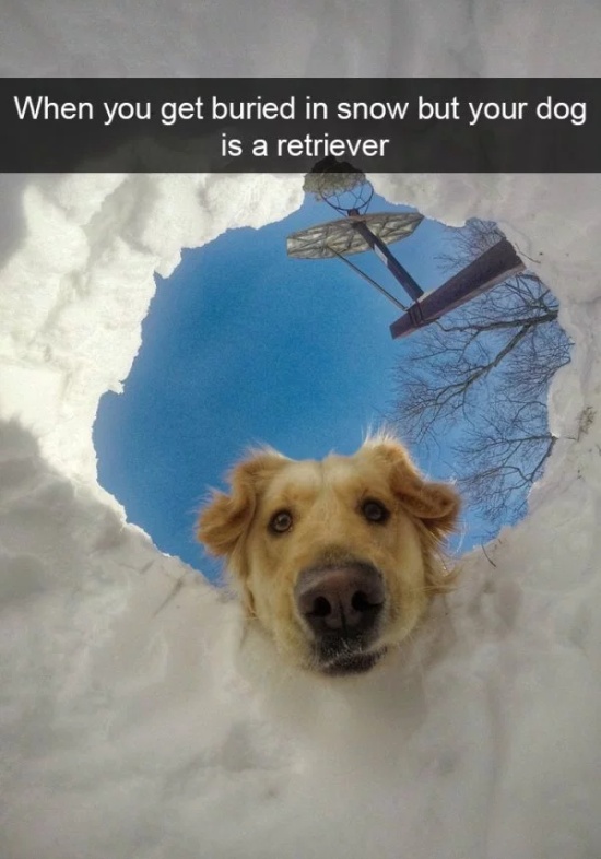 Dog Snapchats (30 pics)