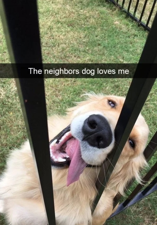 Dog Snapchats (30 pics)