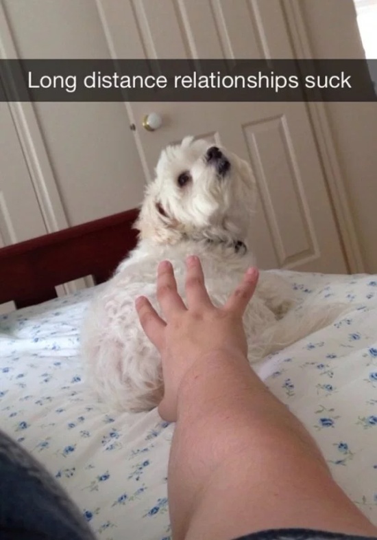 Dog Snapchats (30 pics)