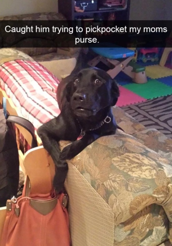 Dog Snapchats (30 pics)