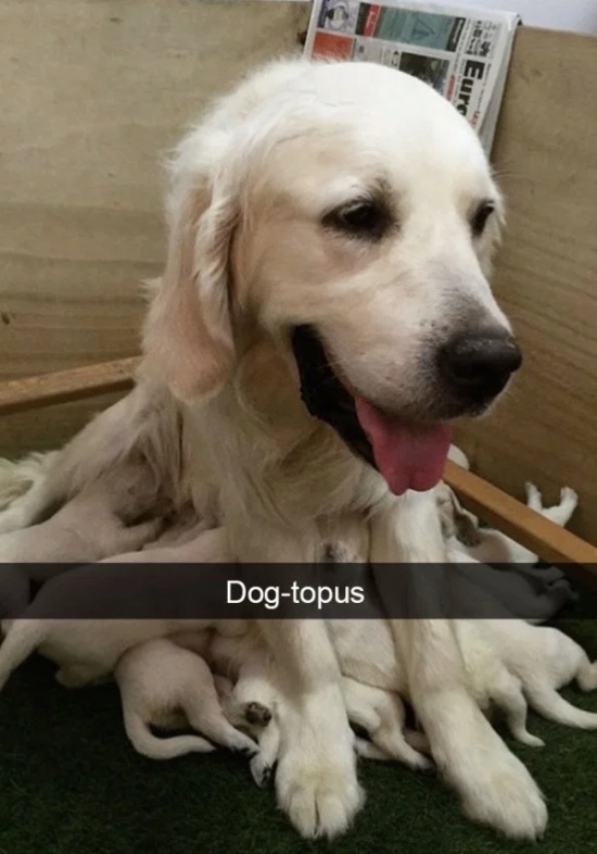 Dog Snapchats (30 pics)