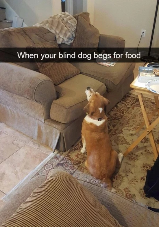 Dog Snapchats (30 pics)