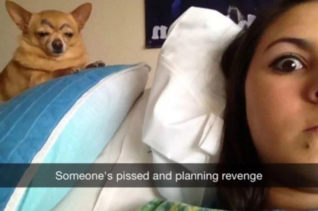 Dog Snapchats (30 pics)