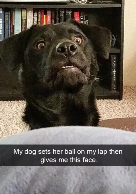 Dog Snapchats (30 pics)