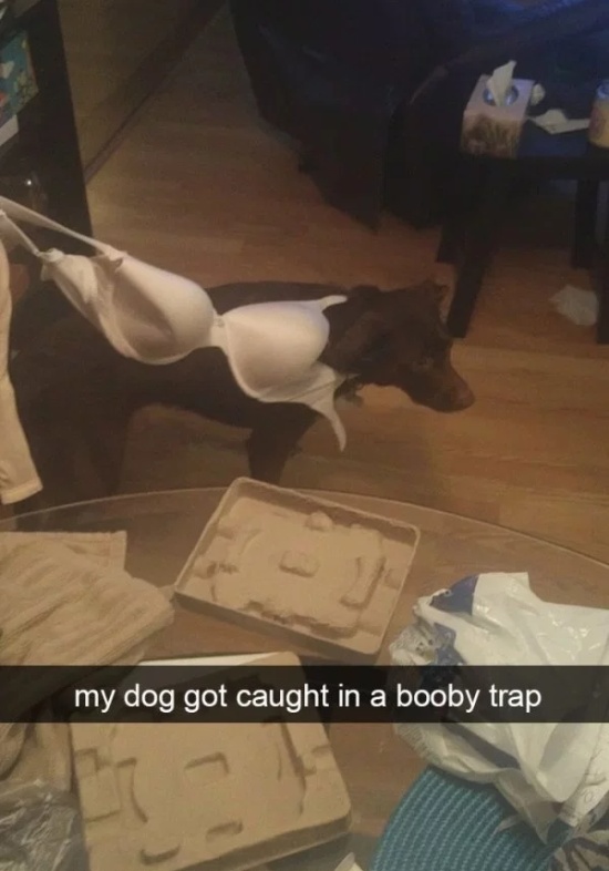 Dog Snapchats (30 pics)