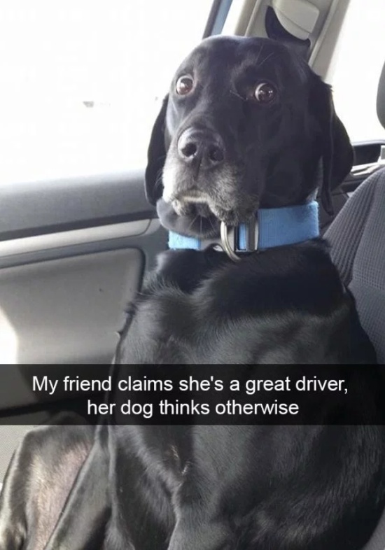 Dog Snapchats (30 pics)