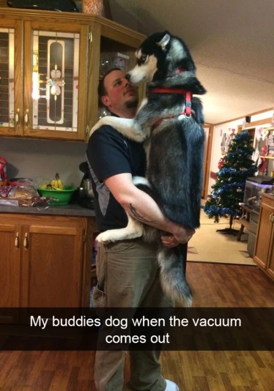 Dog Snapchats (30 pics)