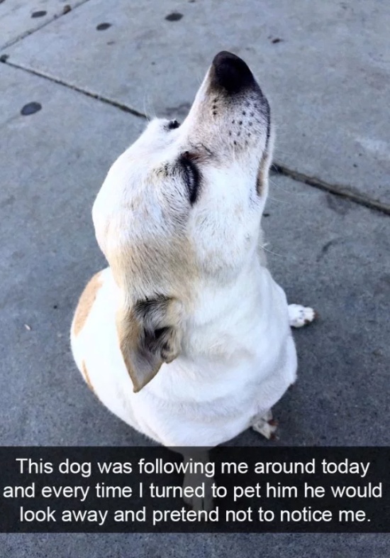 Dog Snapchats (30 pics)