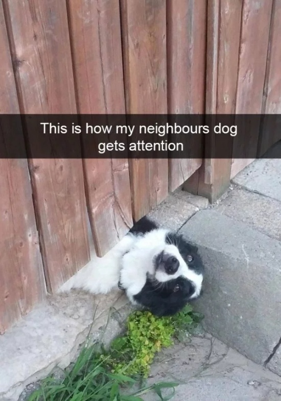 Dog Snapchats (30 pics)