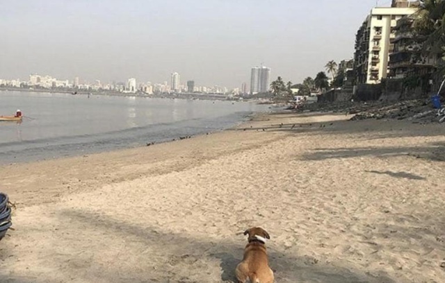 The Mahim Beach Cleanup In Mumbai Cleared About 700 Tons Of Plastic (2 pics)