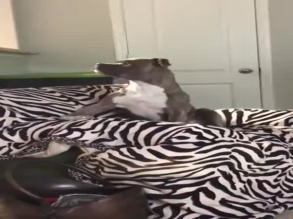 This Dog Has Good Taste In Music