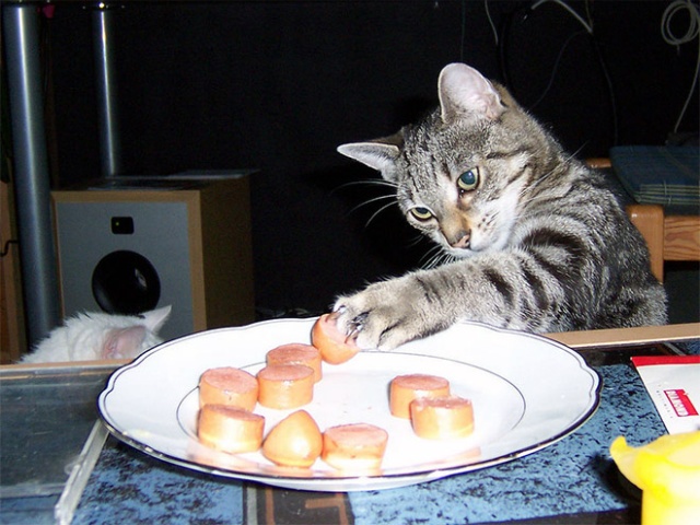 Cats Stealing Things. Mostly Food (20 pics)