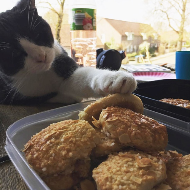 Cats Stealing Things. Mostly Food (20 pics)