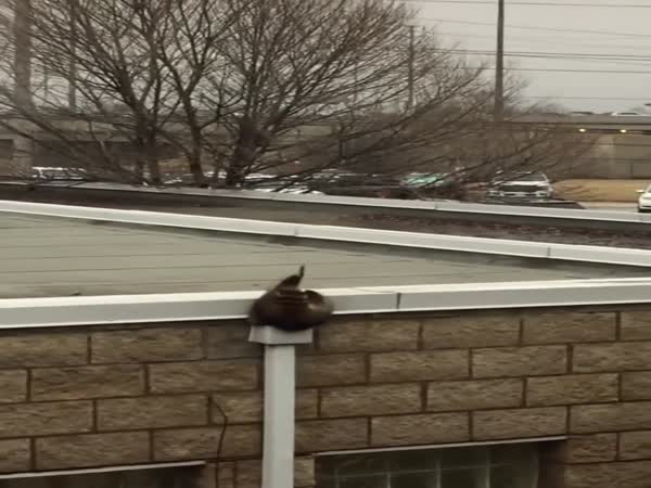 Raccoons Are Liquid