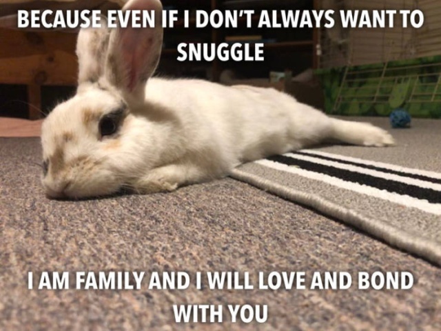 If You Want To Get A Bunny Before Easter – Don’t Do It (14 pics)