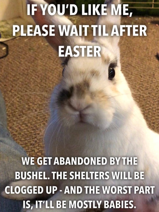If You Want To Get A Bunny Before Easter – Don’t Do It (14 pics)