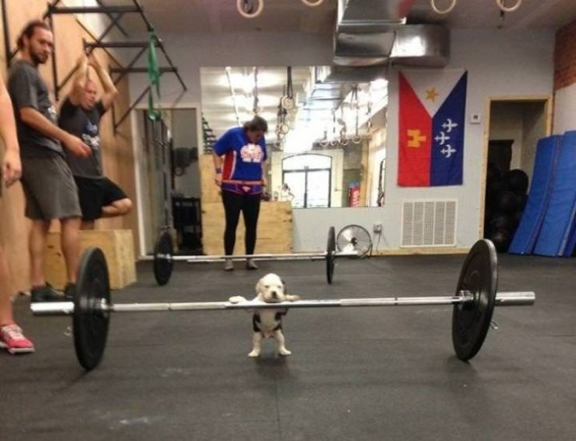 Things That Can Only Happen on Your First Day at the Gym (19 pics)