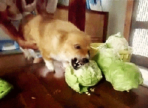 Eating Animals (20 gifs)
