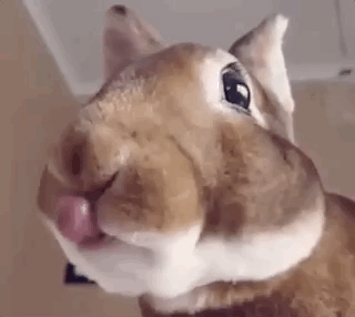 Eating Animals (20 gifs)