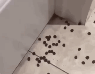 Eating Animals (20 gifs)