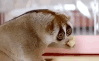 Eating Animals (20 gifs)