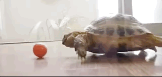 Eating Animals (20 gifs)