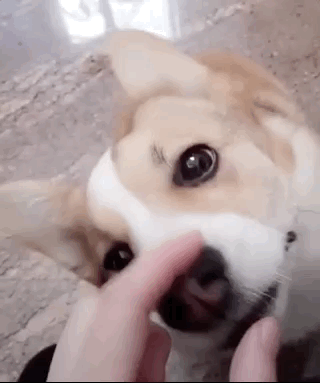 Eating Animals (20 gifs)