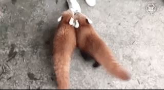 Eating Animals (20 gifs)