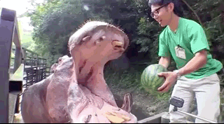 Eating Animals (20 gifs)