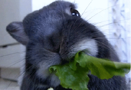 Eating Animals (20 gifs)