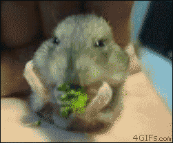 Eating Animals (20 gifs)