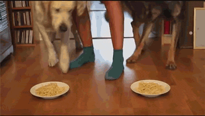 Eating Animals (20 gifs)