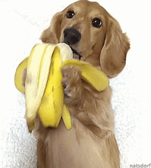Eating Animals (20 gifs)