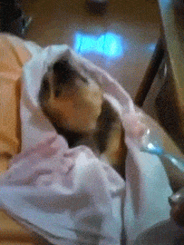 Eating Animals (20 gifs)