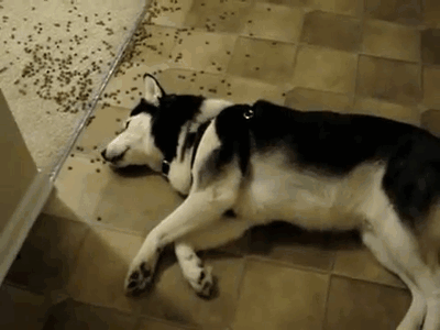 Eating Animals (20 gifs)