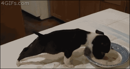 Eating Animals (20 gifs)